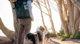 반려견과 함께 안전하게 하이킹, 캠핑, 배낭 여행을 하기 위한 7가지 팁